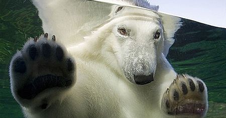 Dzień urodzin misia Wilbura
