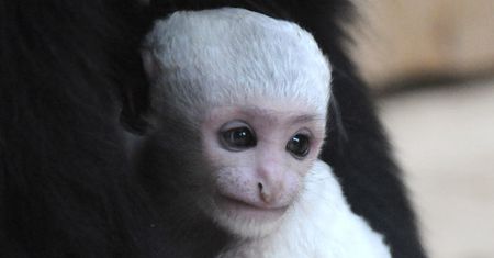 Mała gereza w gdańskim zoo