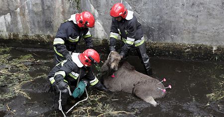 Ratowanie łosia z betonowej pułapki