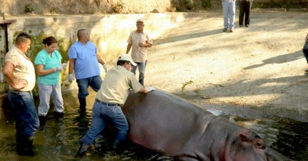 Gustavito nie żyje. Hipopotam, ulubieniec Salwadoru, został brutalnie zaatakowany w zoo. Minister sprawiedliwości wszczyna śledztwo