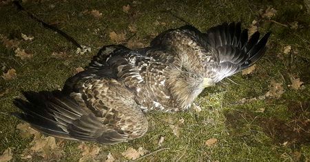 Bielik odnaleziony w lesie. Mieszkaniec Radoszyc znalazł ptaka, który jest objęty ochroną gatunkową w Polsce