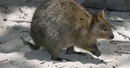 Afera wiewiórkowa w Polsce, quokka w Australii. Zdjęcie tego zwierzaka stało się hitem na całym świecie