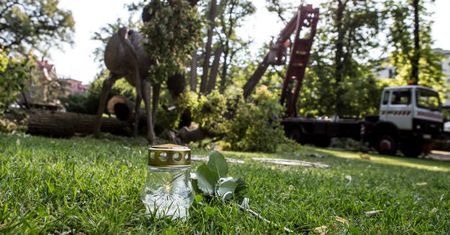 Rodzice Oli domagają się 2 mln zł odszkodowania. 4-letnia dziewczynka zginęła przygnieciona przez konar