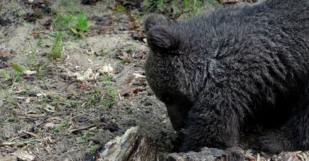 Pracownicy zoo w Poznaniu zadzwonili na policję. "Niedźwiedzica wykopała coś podejrzanego"