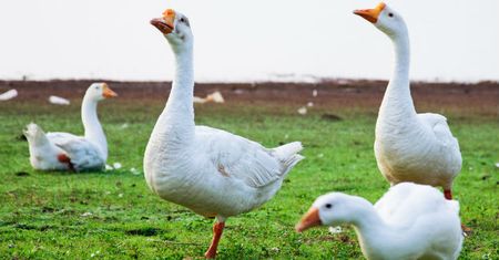 Kolejne ogniska ptasiej grypy. 178 tysięcy sztuk drobiu do utylizacji
