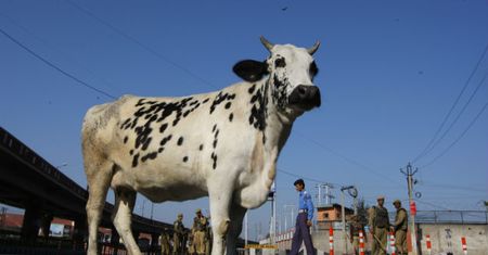 Wojna o krowy w Indiach. Zaostrzający się spór ideologiczny o symbol kraju zbiera krwawe żniwo