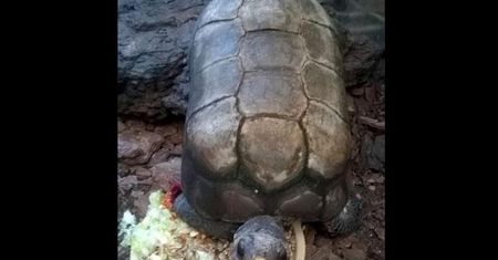 Z poznańskiej palmiarni skradziono żółwia. Jest bardzo charakterystyczny. Pracownicy zoo proszą o pomoc