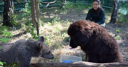 Mała niedźwiedzica z poznańskiego zoo będzie wychowywać się z... psem