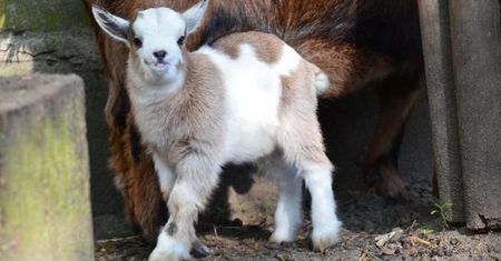Skradziony z poznańskiego zoo koziołek już się odnalazł