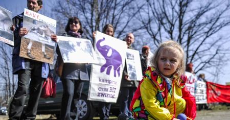 Obrońcy praw zwierząt będą pikietować przed cyrkiem, który ma wystąpić w Poznaniu