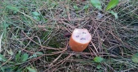 Ktoś rozrzuca kiełbasę z gwoździami na poznańskim Piątkowie. Właściciele psów są przerażeni