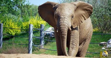 Poznaniacy pożegnają słonia. Władze zoo apelują, aby przynieść dla niego prezenty