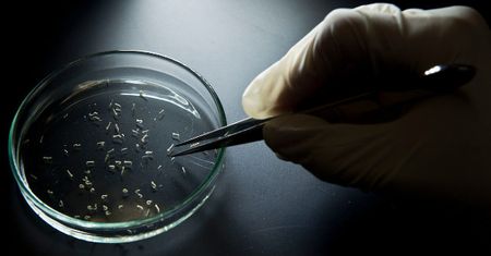 Wirus Zika dotarł do Czech