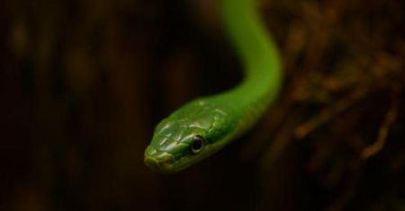 Zmiany w poznańskim zoo. Zwiedzający będą mogli karmić zwierzęta