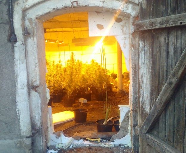 Policjanci z Krotoszyna odkryli plantację marihuany w... chlewie
