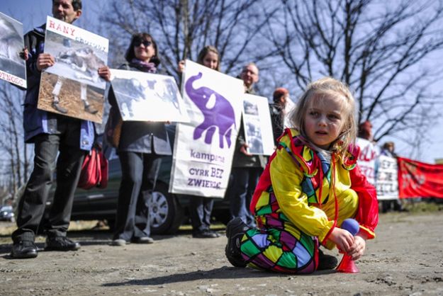 Jeden z protestów przeciwko występowaniu zwierząt w cyrku.