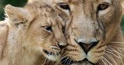 Duży lew mały lew