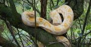 W lesie niedaleko Poznania na jednym z drzew zauważono 1,5-metrowego pytona tygrysiego