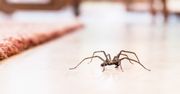 Pająki w domu. Zobacz, jak się ich pozbyć