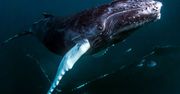 Dziwne zachowanie wielorybów. Naukowcy nie wiedzą, czemu tak robią