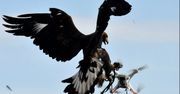 Francuska armia wykorzystuje orły. Walczą z dronami