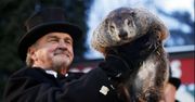 Dzień Świstaka. Phil zobaczył swój cień, zima potrwa jeszcze sześć tygodni