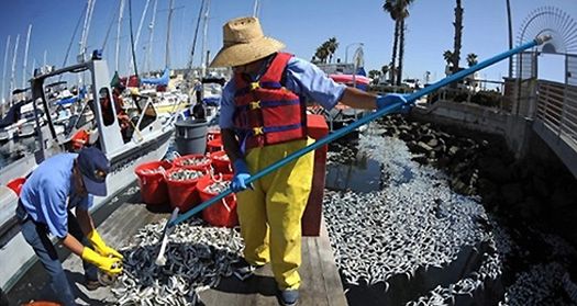 Tajemnicza śmierć tysięcy ryb