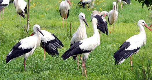 Ptasi szpital w Przemyślu