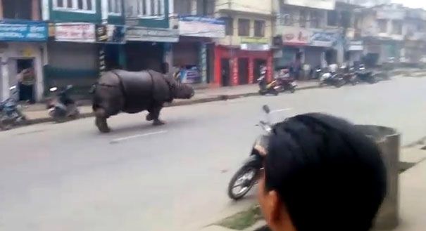 Atak nosorożca w mieście Hetauda. Jedna ofiara śmiertelna