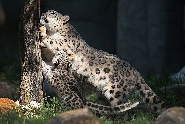 W płockim zoo będą pantery śnieżne i tygrysy syberyjskie