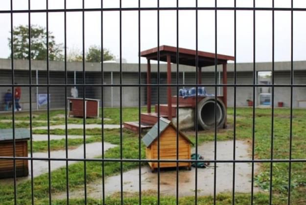 Władze Poznania próbują przekonać mieszkańców Kobylegopola do budowy schroniska dla zwierząt
