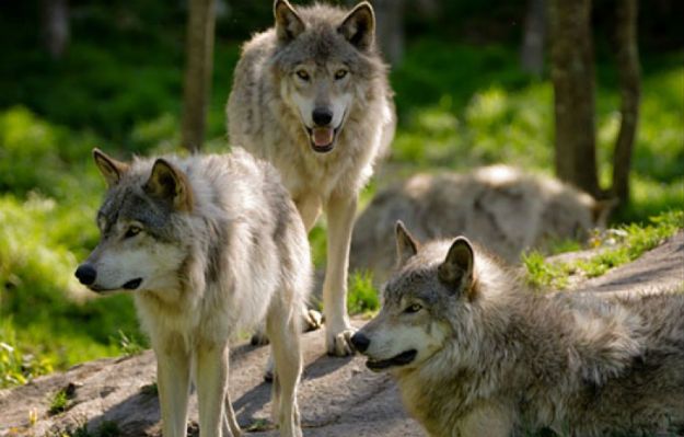 Warszawiacy zawyją dla wilka. 9 edycja Godziny dla Ziemi WWF