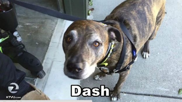 Piesek o imieniu Dash wywołał alarm w kalifornijskim banku