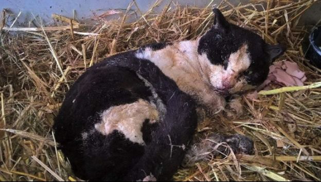 W Grabowie nad Prosną znaleziono kota, którego ktoś podpalił a później ogolił