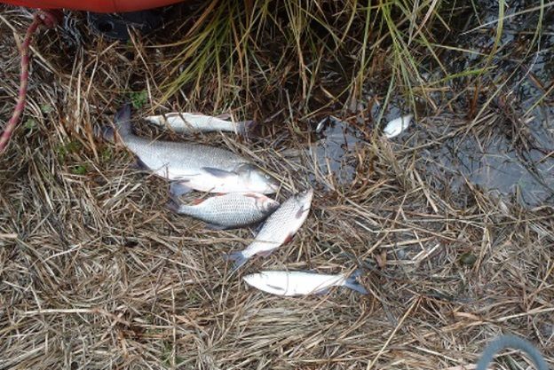 Mnóstwo śniętych ryb w Warcie. Wydano ostrzeżenie dla mieszkańców