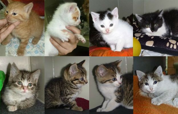 KTOZ apeluje o adopcję kotów ze schroniska. "Poszukujemy odpowiedzialnych opiekunów"