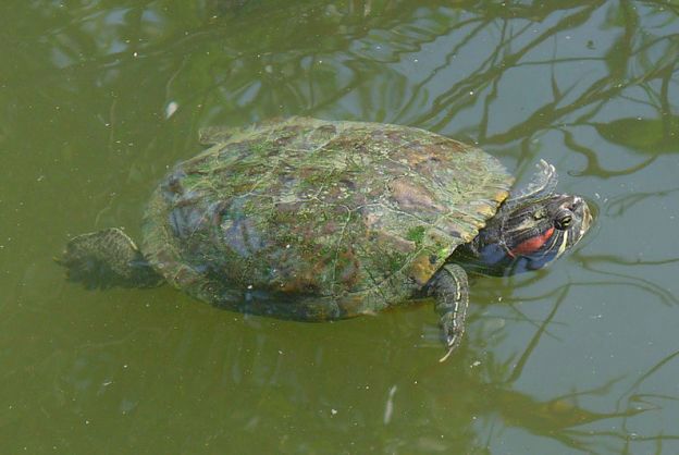 Zoo w Poznaniu uśpiło żółwie zgodnie z prawem