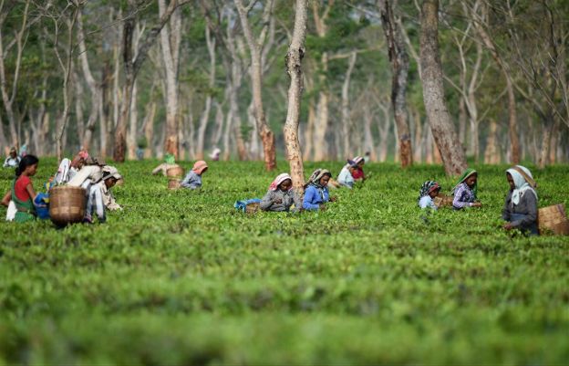 Herbata za najwyższą cenę. W Indiach, w stanie Assam, kobiety w ciąży niejednokrotnie pracują na plantacjach aż do rozwiązania. Przy porodzie umierają prawie dwa razy częściej niż ich rodaczki