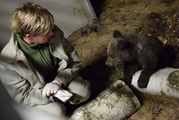 Mała niedźwiedzica uratowana w Bieszczadach znalazła nowy dom w poznańskim zoo