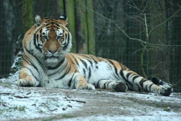 Nie żyje tygrys z poznańskiego zoo