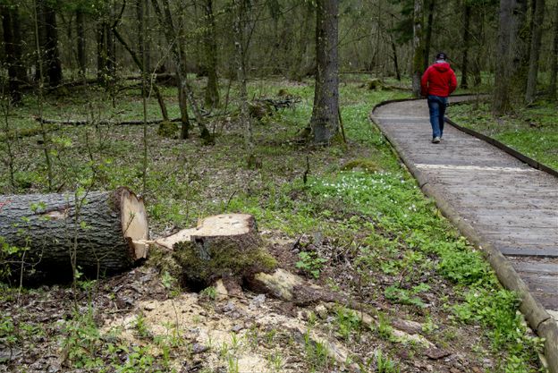 Organizacja "SANTA" broniła decyzji o wycince w Puszczy Białowieskiej. Jej prezes działa w branży drzewnej