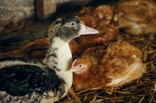 Nowy typ ptasiej grypy w Polsce