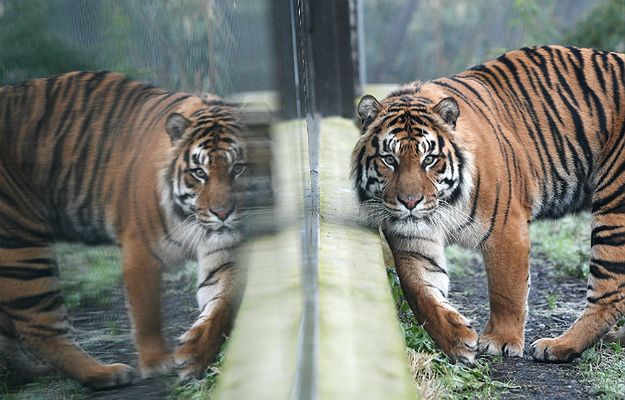 Emiraty wprowadzają nowe prawo. Zakaz trzymania w domu tygrysów i lwów