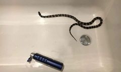 Katowice: znalazła węża w wannie