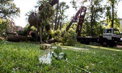 Rodzice Oli domagają się 2 mln zł odszkodowania. 4-letnia dziewczynka zginęła przygnieciona przez konar