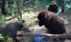 Mała niedźwiedzica z poznańskiego zoo będzie wychowywać się z... psem