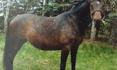 Ze stadniny w Sierakowie skradziono 8 koni