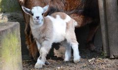 Skradziony z poznańskiego zoo koziołek już się odnalazł