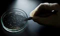 Wirus zika dotarł do Skandynawii