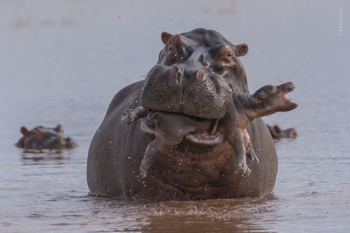 Wildlife Photographer of the Year 2019: piękno dzikiej przyrody 13